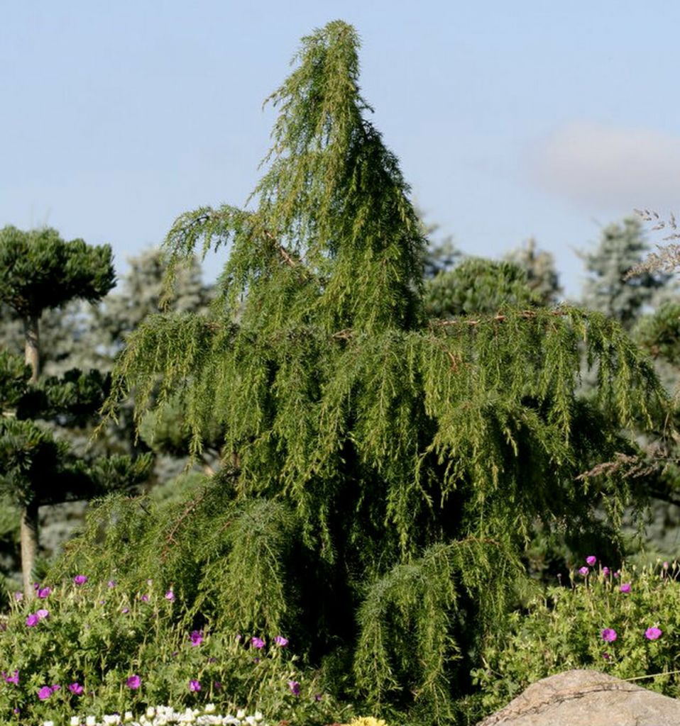 oblonga pendula.jpg